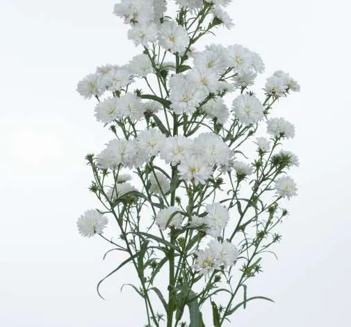 BLANCA™