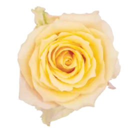SENTI™ ALQUIMIA COLOMBIA