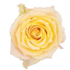 SENTI™ ALQUIMIA COLOMBIA