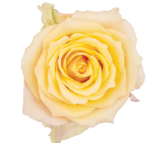 SENTI™ ALQUIMIA COLOMBIA