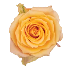 SENTI™ ALQUIMIA ECUADOR
