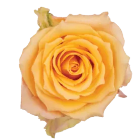 SENTI™ ALQUIMIA ECUADOR