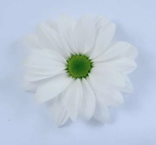 AMOR™ BIANCO