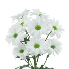 AMOR™ BIANCO