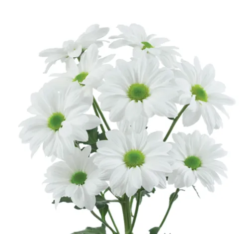 AMOR™ BIANCO