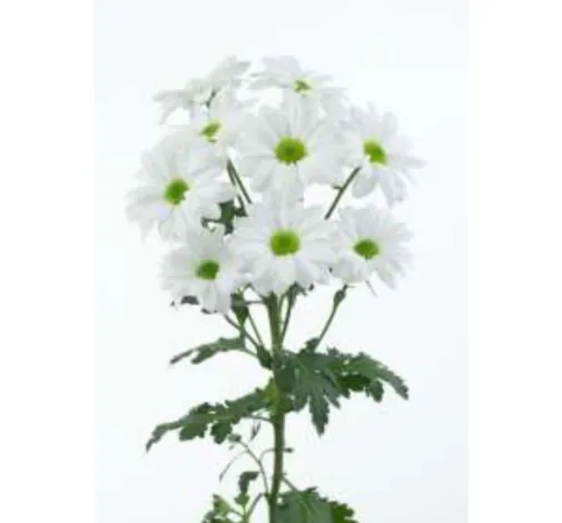 AMOR™ BIANCO
