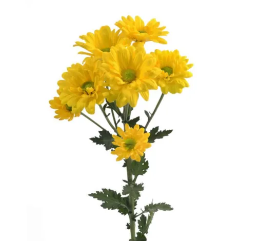 MULTISOL™