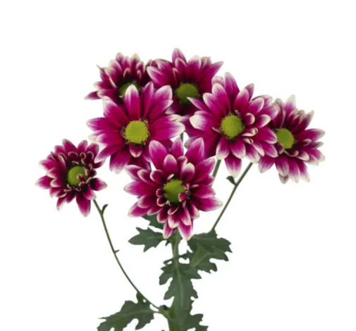 AMOR™ PURPLE SPLASH
