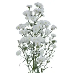 BLANCA™