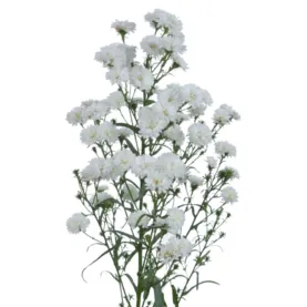 BLANCA™