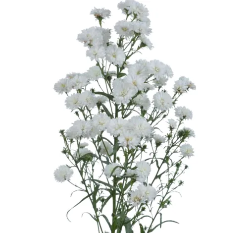 BLANCA™