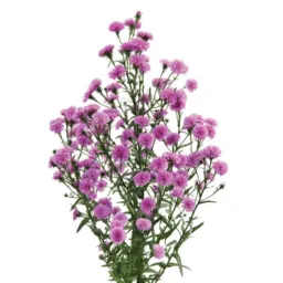 PRIMAVERA™