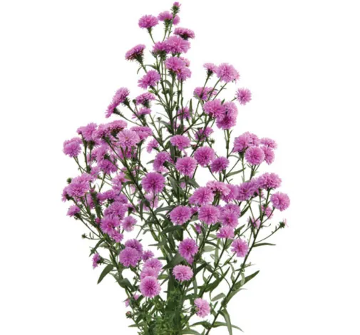 PRIMAVERA™