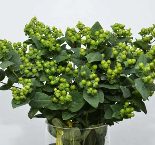 פרח קטיף BRISK™ GREEN LIME מבית דנציגר