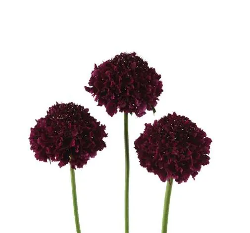 BON BON SCOOP™ MERLOT