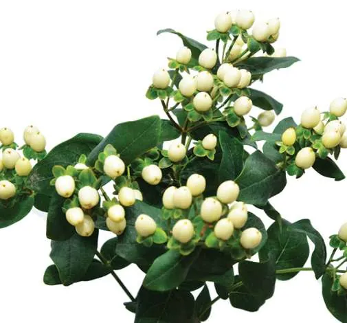 פרח קטיף BRISK™ WHITE COCONUT מבית דנציגר