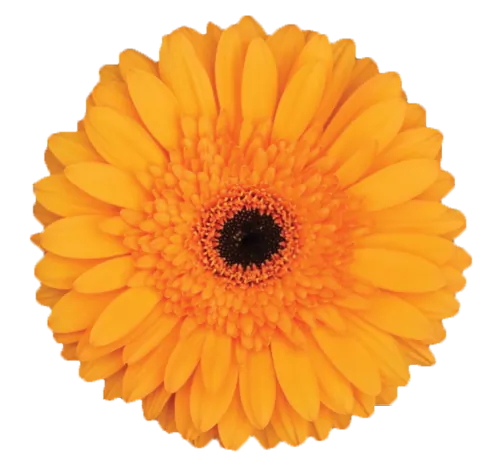 CATHIA™