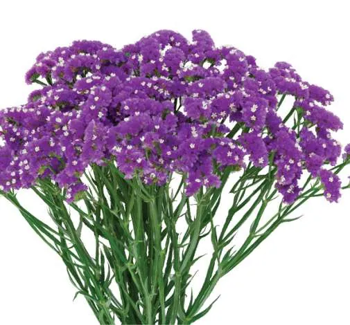 CRONE™ VIOLET