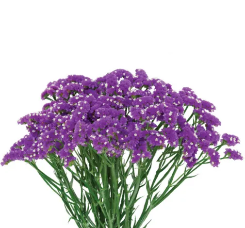 CRONE™ VIOLET