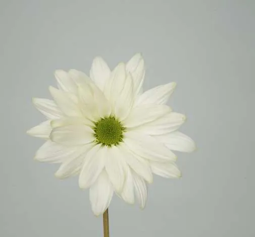 AMOR™ LIGHT MINT