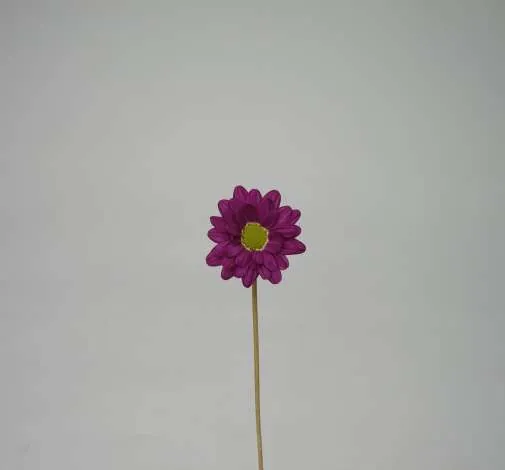 ESPERANZA™ DULCE