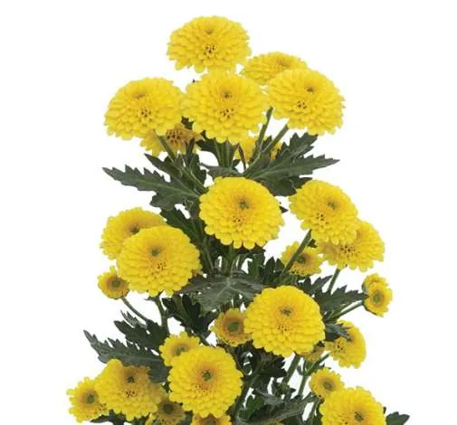 ENERGÍA™ AMARILLA