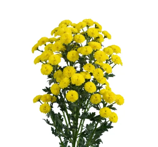 ENERGÍA™ AMARILLA