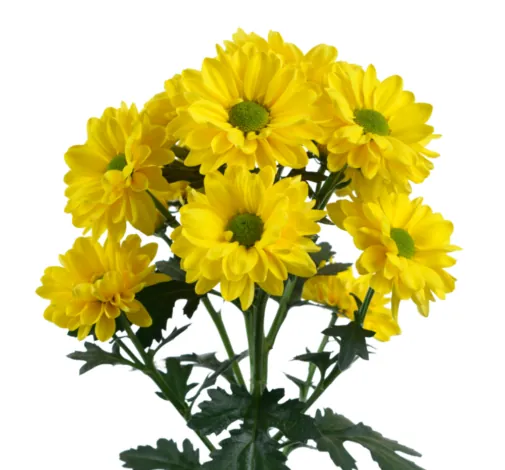 ESPERANZA™ ORO