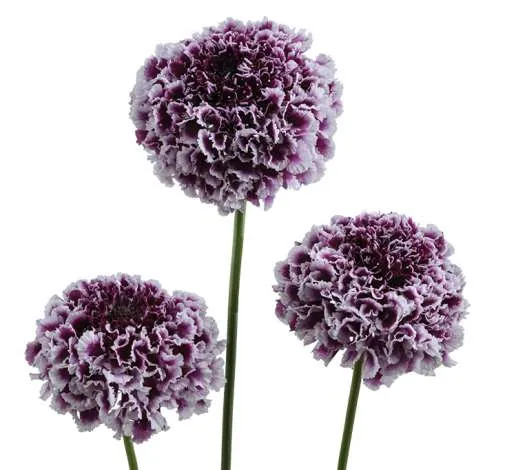 FOCAL SCOOP™ PURPLE LACE