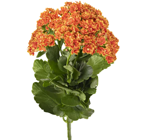 KALANCHOE CUTFLOWERS™ BI-COLOR