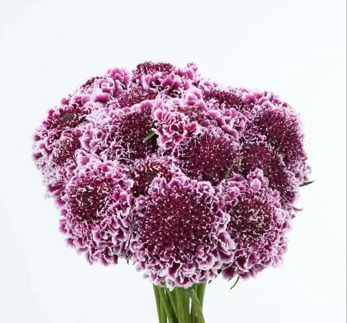 FOCAL SCOOP™ PURPLE LACE
