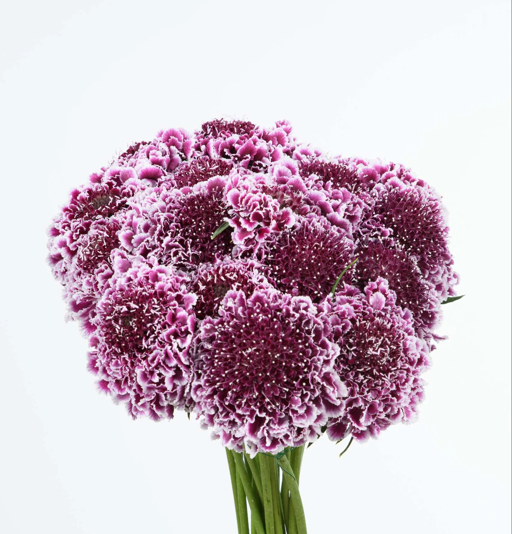 FOCAL SCOOP™ PURPLE LACE - Danziger