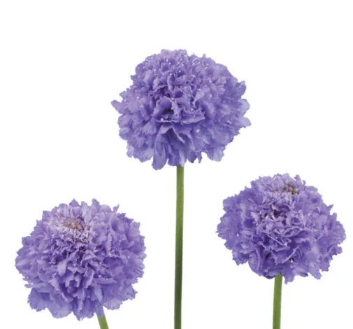 FOCAL SCOOP™ LAVENDER