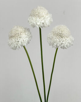 FOCAL SCOOP™ WHITE IMPROVED