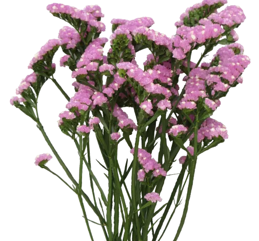 GRAVURE™ PINK