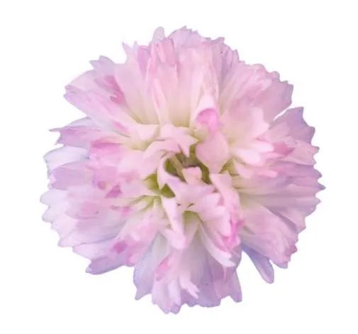 פרח קטיף MY PINK™ מבית דנציגר