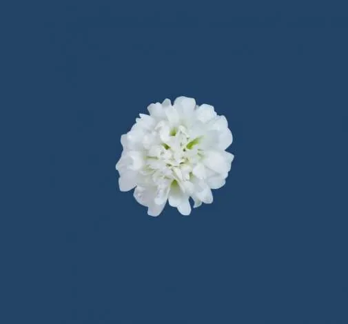WHITE VICTORIA™