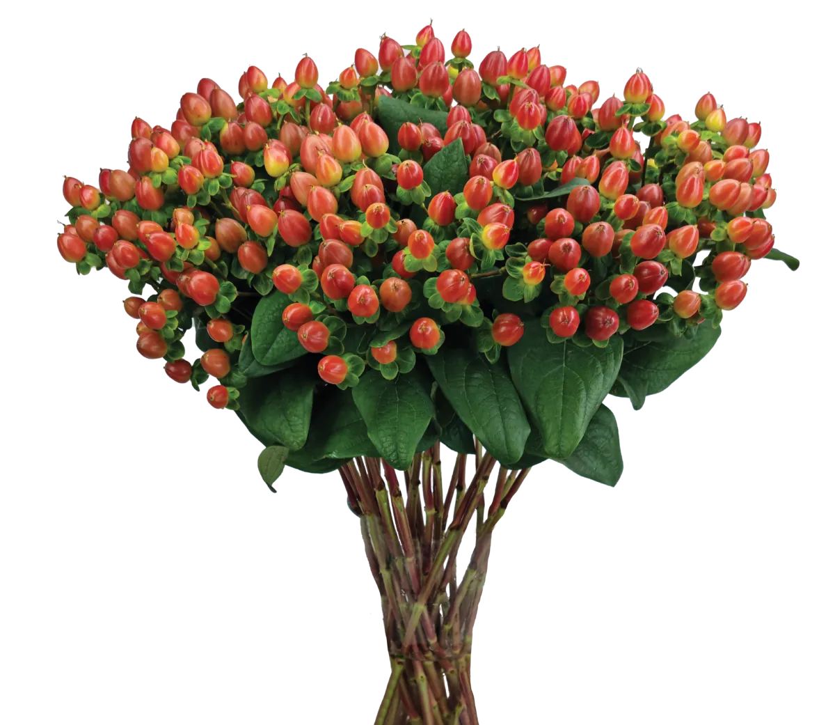 GLOBO™ CORAL