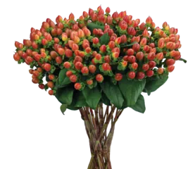 GLOBO™ CORAL