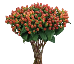 GLOBO™ CORAL