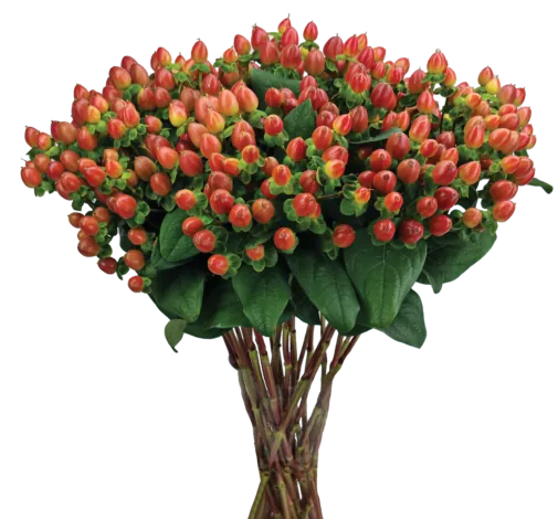 GLOBO™ CORAL