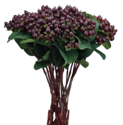 GLOBO™ BURGUNDY
