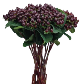 GLOBO™ BURGUNDY