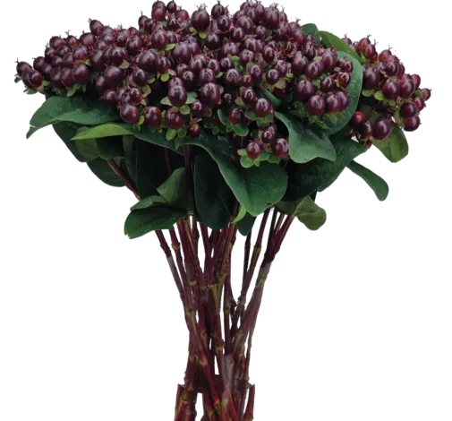 GLOBO™ BURGUNDY
