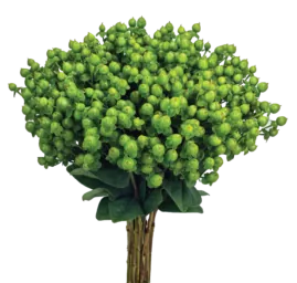 GLOBO™ APPLEGREEN