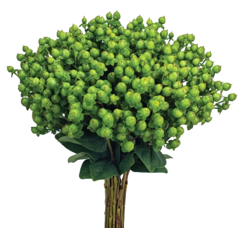 GLOBO™ APPLEGREEN