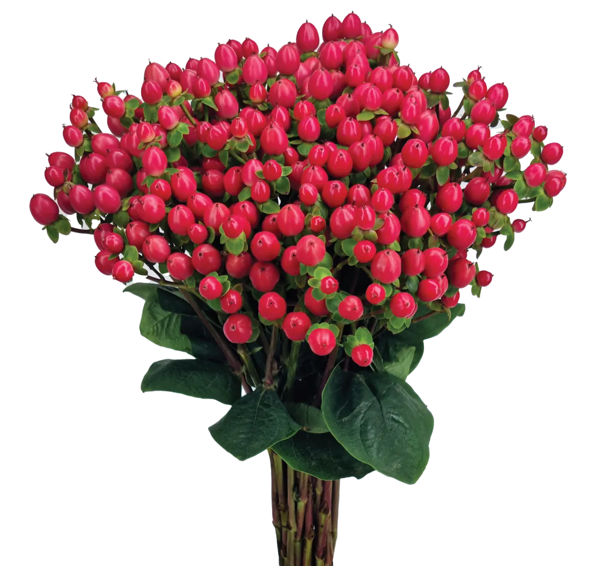 GLOBO™ RASPBERRY
