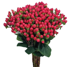 GLOBO™ RASPBERRY