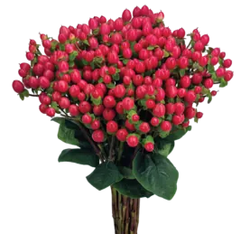 GLOBO™ RASPBERRY