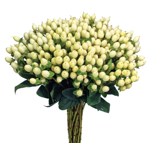 GLOBO™ White Coconut